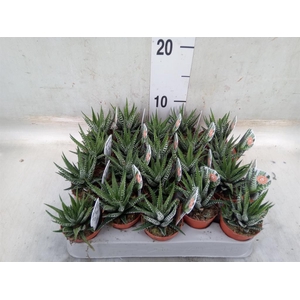 Haworthia fasciata 'Big Band'