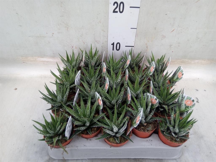 <h4>Haworthia fasciata 'Big Band'</h4>