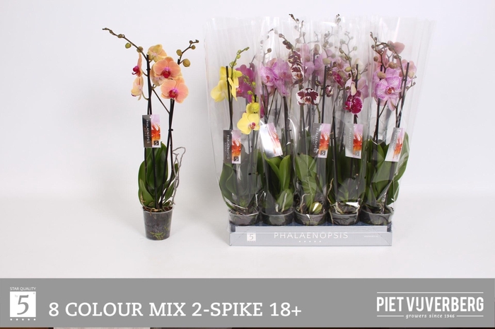 <h4>PHAL GEM 8 KL</h4>