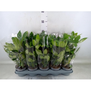 Fatsia japonica   ...