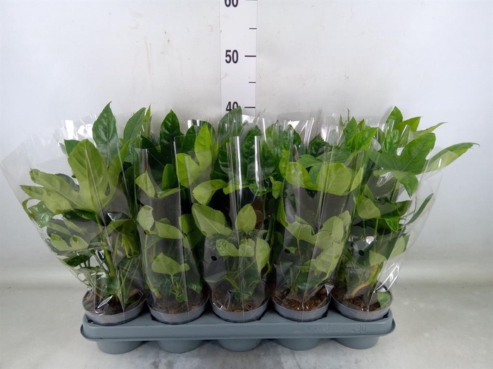 <h4>Fatsia japonica   ...</h4>