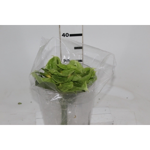 ANTHURIUM MIDORI 6/7.5 025 CM DIAM MIN 6 CM VERDE