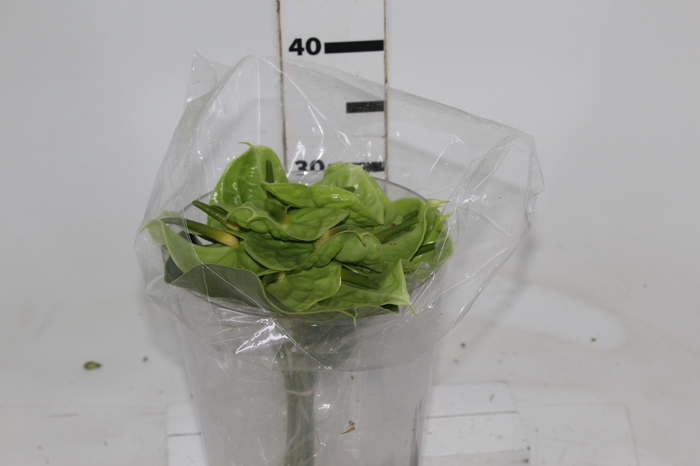 <h4>ANTHURIUM MIDORI 6/7.5 025 CM DIAM MIN 6 CM VERDE</h4>
