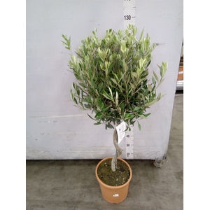 Olea europaea
