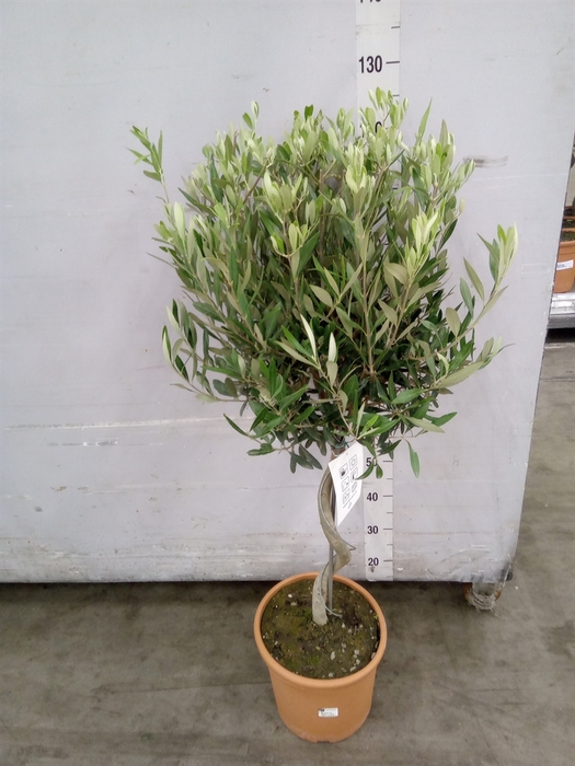 <h4>Olea europaea</h4>