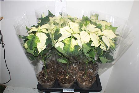 <h4>Euphor P Alaska 5+ Op Stam</h4>