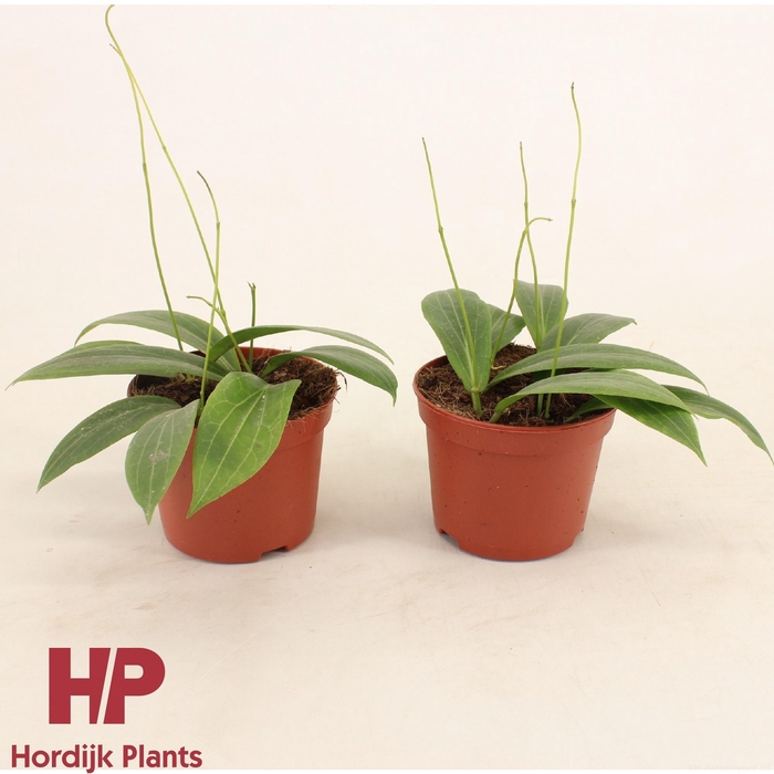 <h4>Hoya soligamiana P12</h4>