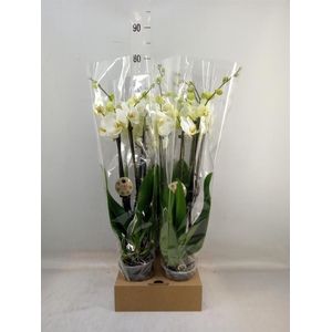 Phalaenopsis   ...white