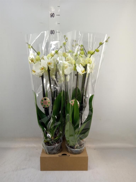 <h4>Phalaenopsis   ...white</h4>