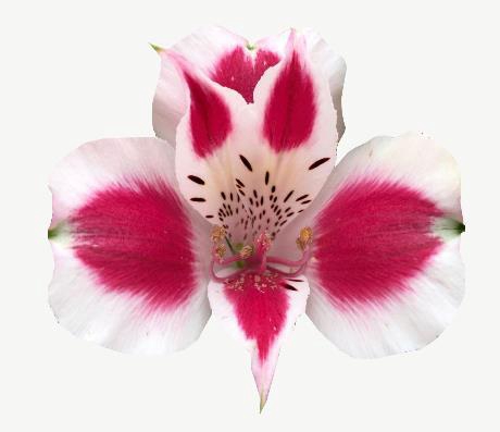 <h4>Alstr Andalucia</h4>