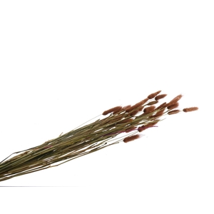 DF Lagurus Bs 50 gr Brown