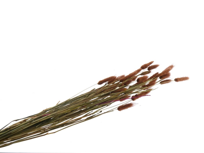 <h4>DF Lagurus Bs 50 gr Brown</h4>