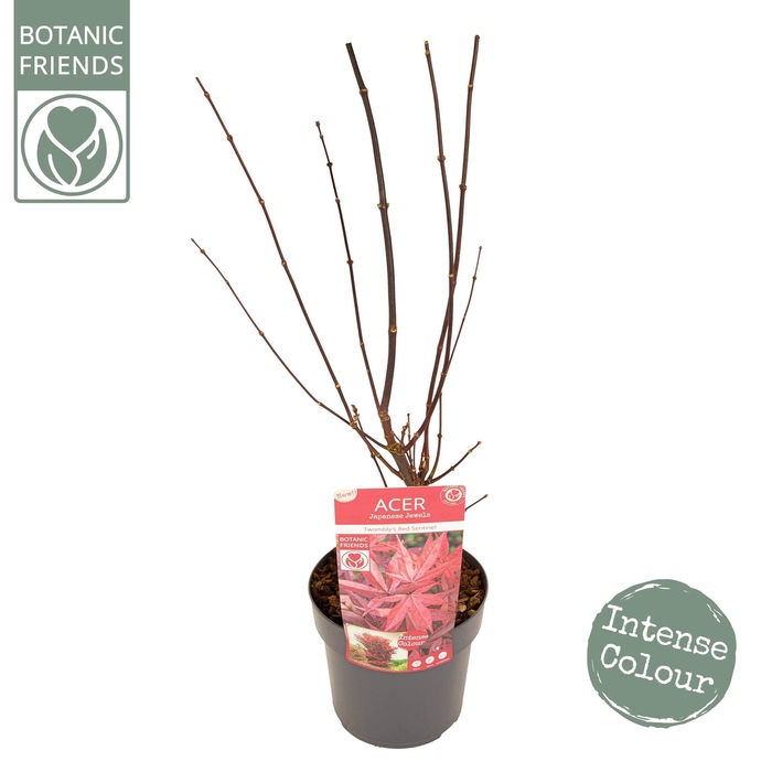 <h4>Acer palm. 'Twombly's Red Sentinel' ® PREMIUM</h4>