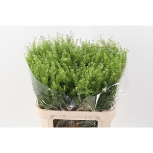 Lep Vi Green Dragon
