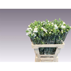 DI TR WHITE FLEURETT