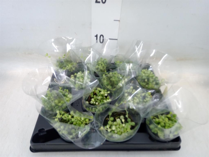 <h4>Senecio rowleyanus</h4>