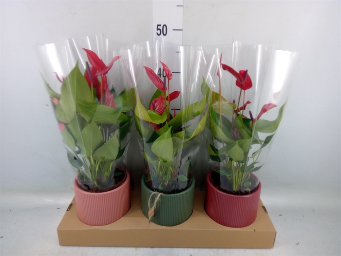 <h4>Anthurium  'Banderola Lava'</h4>