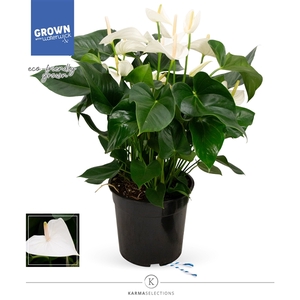 Mimesis Anthurium KARMA White - 27 cm