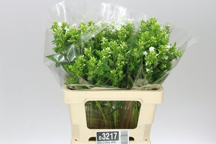 <h4>Phlox P Snowy White</h4>