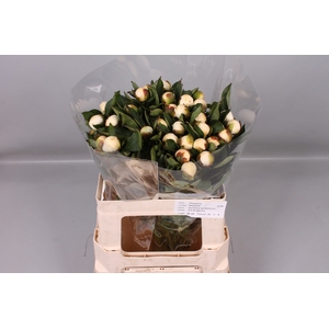 Paeonia Duchesse De Nemours