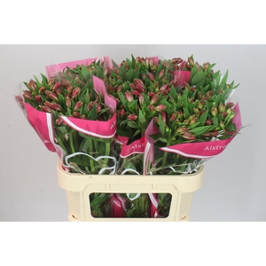 Alstro Bubblicious Xl