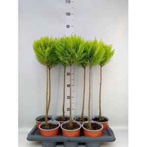 Cupressus macro. 'Goldcrest' .shape