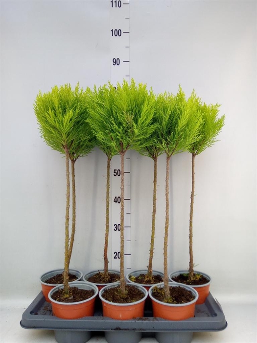 <h4>Cupressus macro. 'Goldcrest' .shape</h4>