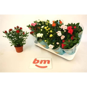 RO B MONDE GEM 7 SRT