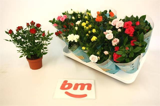 <h4>RO B MONDE GEM 7 SRT</h4>
