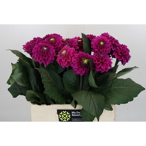 Dahlia Purple Fox