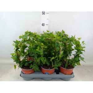 Hedera helix 'Shamrock'