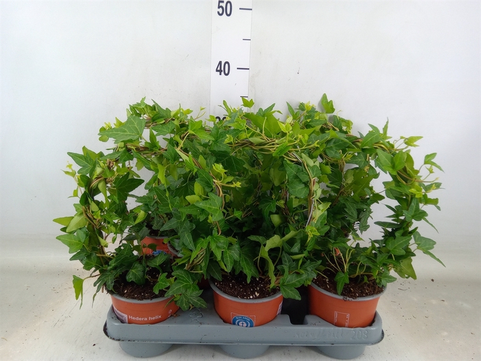 <h4>Hedera helix 'Shamrock'</h4>