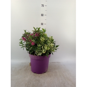 Hebe   ...mix flowering