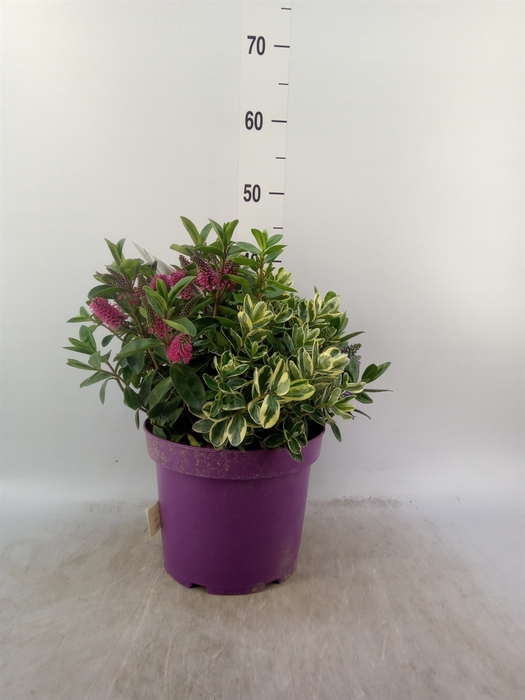 <h4>Hebe   ...mix flowering</h4>