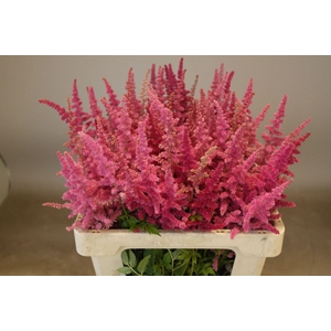 Astilbe Loud And Proud