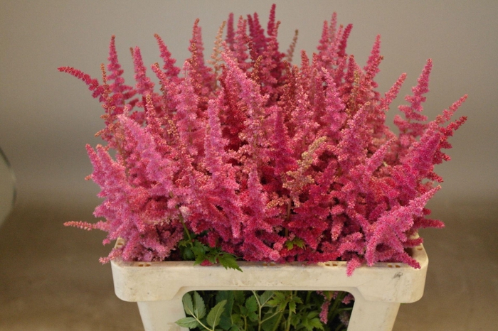 <h4>Astilbe Loud And Proud</h4>
