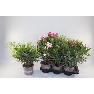 NERIUM OLEANDER OV