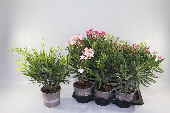 <h4>NERIUM OLEANDER OV</h4>