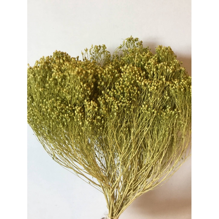 <h4>DRIED FLOWERS - BROOM BLOOM KIWI 80GR</h4>