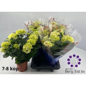 HYDR M SAX BRI WHITE