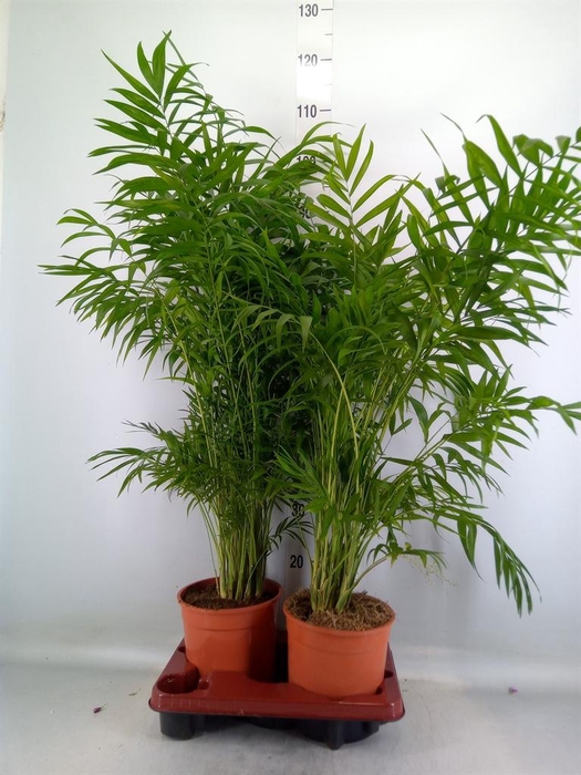 <h4>Chamaedorea elegans</h4>