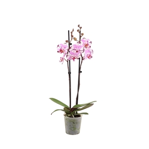 Phal Magic Art 2T16+