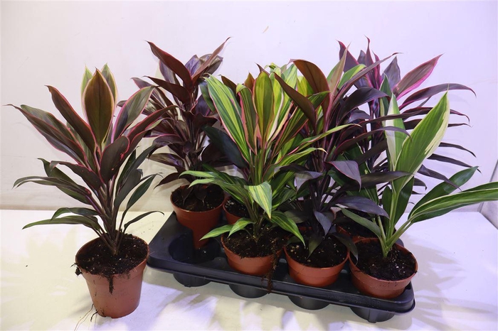 <h4>Cord Ov Gem</h4>