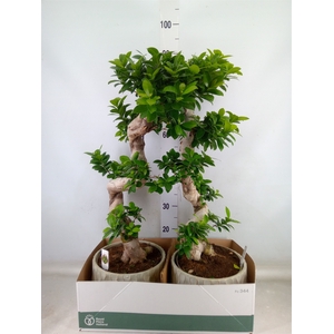 Ficus microcarpa 'Ginseng'