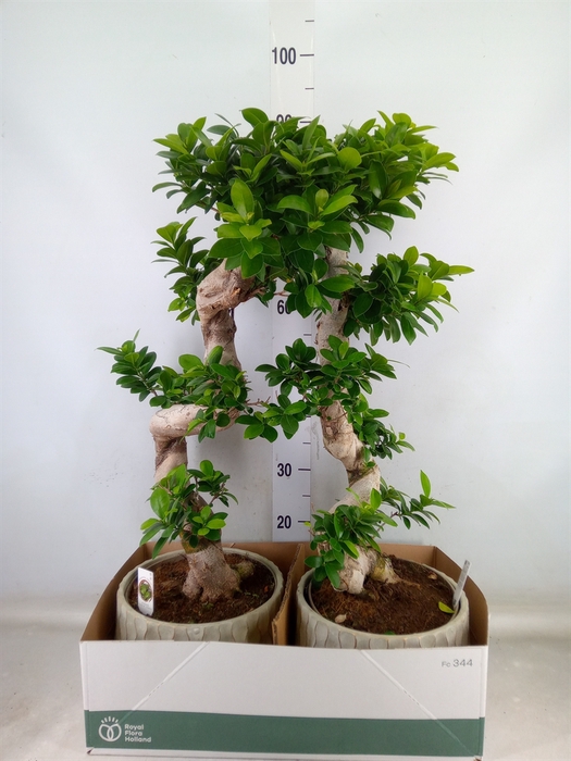 <h4>Ficus microcarpa 'Ginseng'</h4>