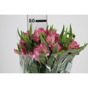 ALSTROEMERIA PAMELA 080 CM