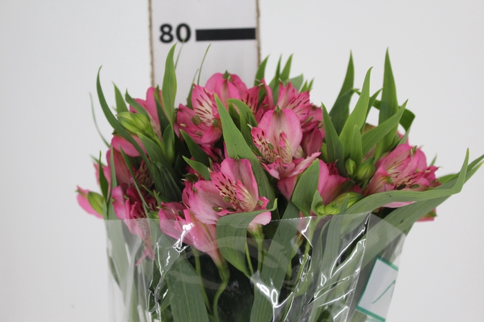 <h4>ALSTROEMERIA PAMELA 080 CM</h4>