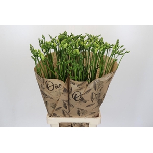 Freesia One White XXL