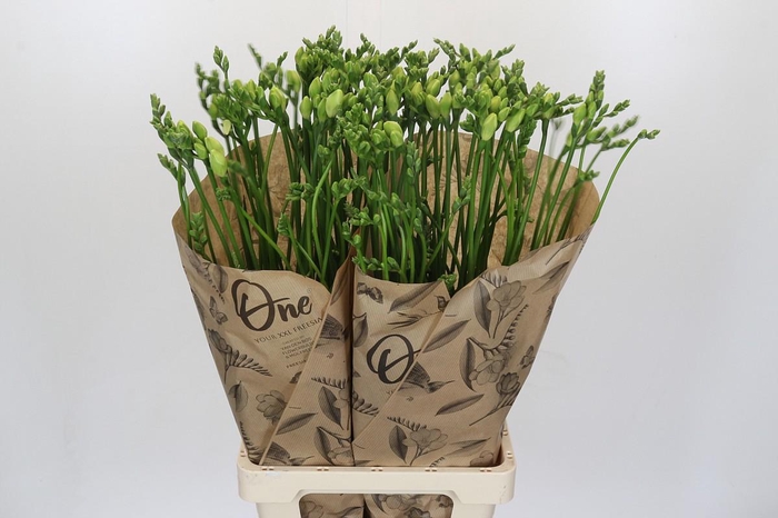 <h4>Freesia One White XXL</h4>