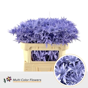 Eryngium Milka